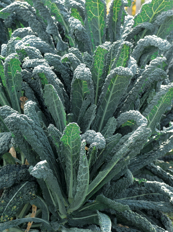 Borecole Black Cavolo Nero