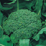 Broccoli Marathon F1 Hybrid