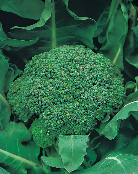 Broccoli Marathon F1 Hybrid