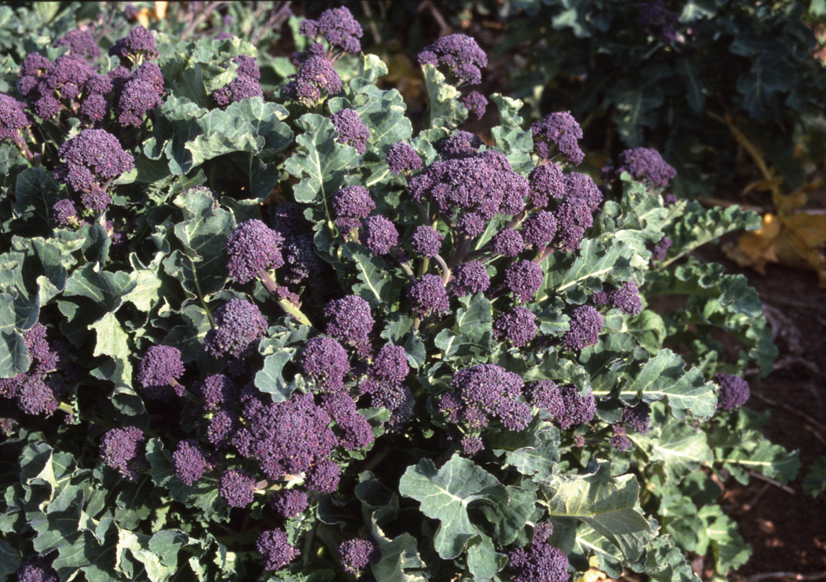 Broccoli Sprouting Rudolph – Egmont Seeds