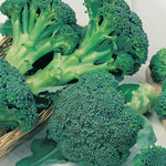 Broccoli De Cicco