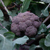 Broccoli Purple Magic F1 Hybrid