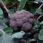 Broccoli Purple Magic F1 Hybrid