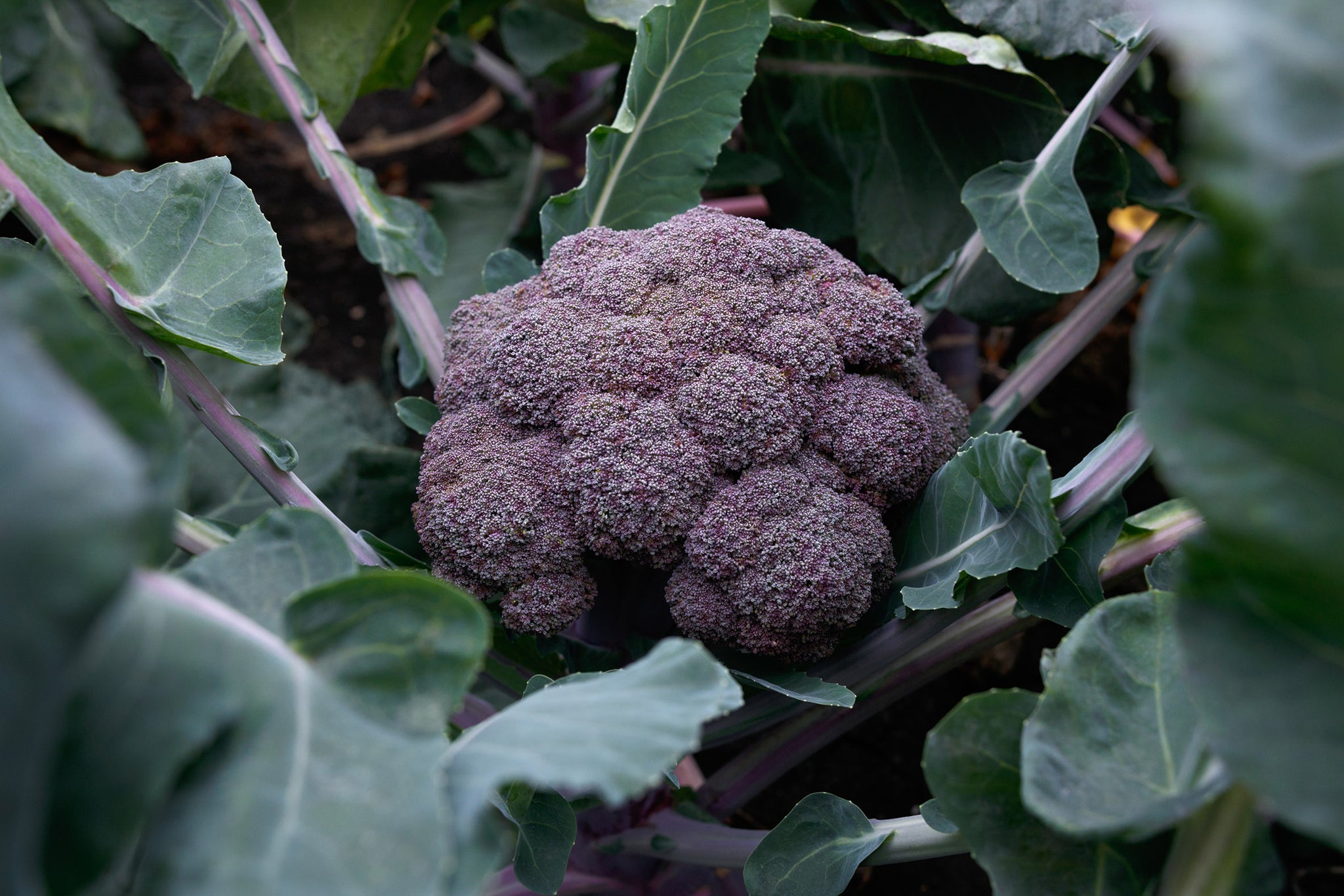Broccoli Purple Magic F1 Hybrid