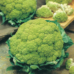 Broccoflower Alverda F1 Hybrid