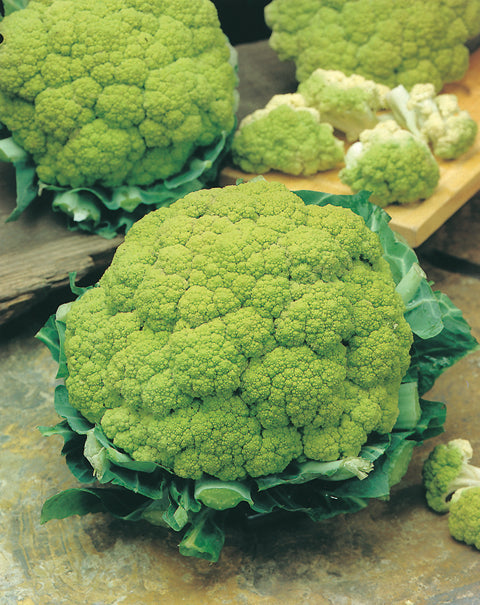 Broccoflower Alverda F1 Hybrid – Egmont Seeds