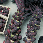 Brussels Sprouts Falstaff Red