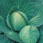 Cabbage Ranfurly Mini F1 Hybrid