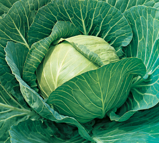 Cabbage Summercut F1 Hybrid