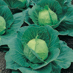 Cabbage Desert Vantage F1 Hybrid