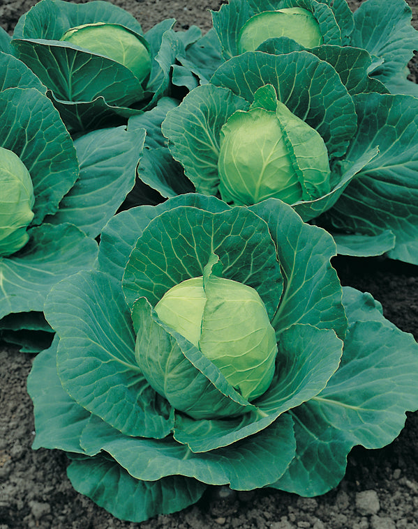 Cabbage Desert Vantage F1 Hybrid