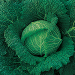 Cabbage Savoy King F1 Hybrid