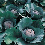 Cabbage Super Red Mini F1 Hybrid