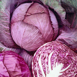 Cabbage Red Langedijker Bewaar