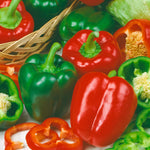 Capsicum Sweet Classic F1 Hybrid