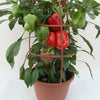 Capsicum Southern Belle