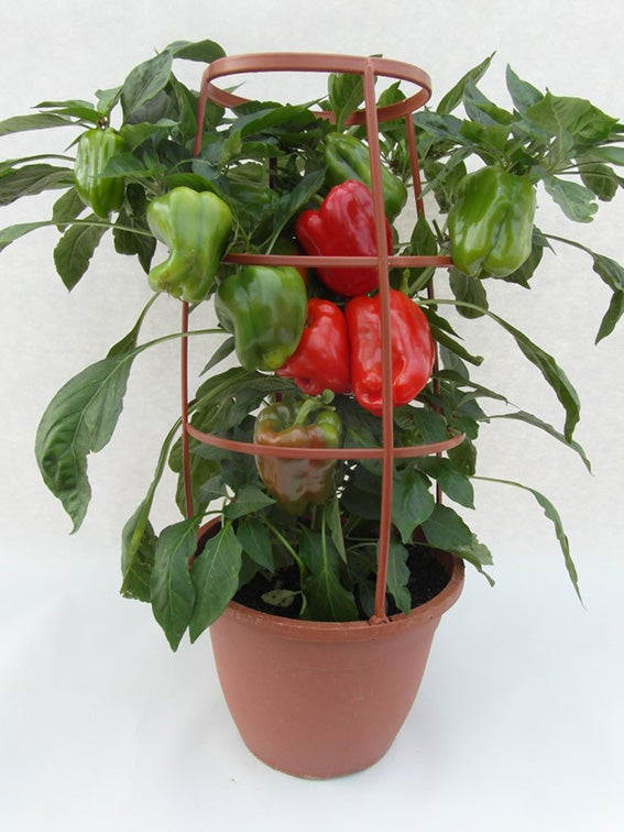 Capsicum Southern Belle
