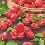 Capsicum Trinidad Butch T
