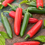 Capsicum Chilli Jalapeno