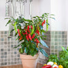 Capsicum Chilli Hot Fajita F1 Hybrid