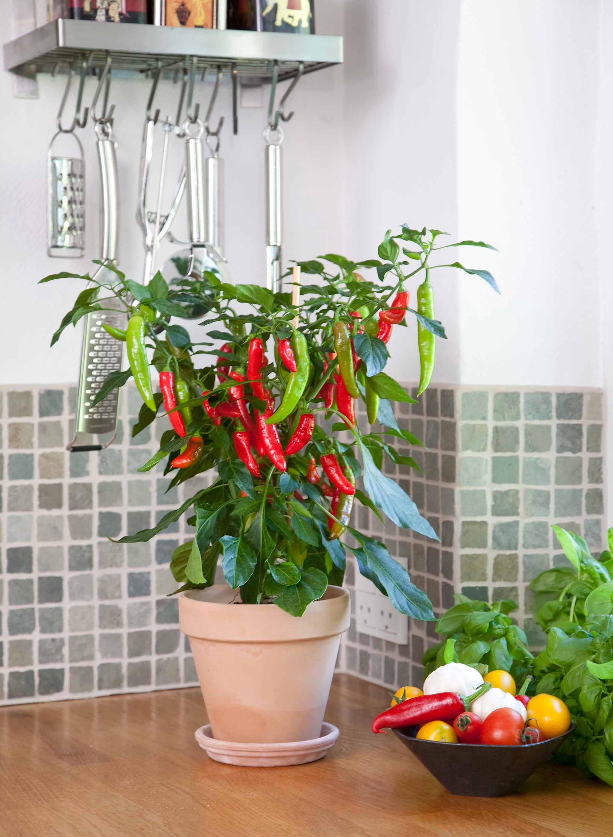 Capsicum Chilli Hot Fajita F1 Hybrid
