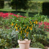 Capsicum Chilli Hot Lemon Zest F1 Hybrid