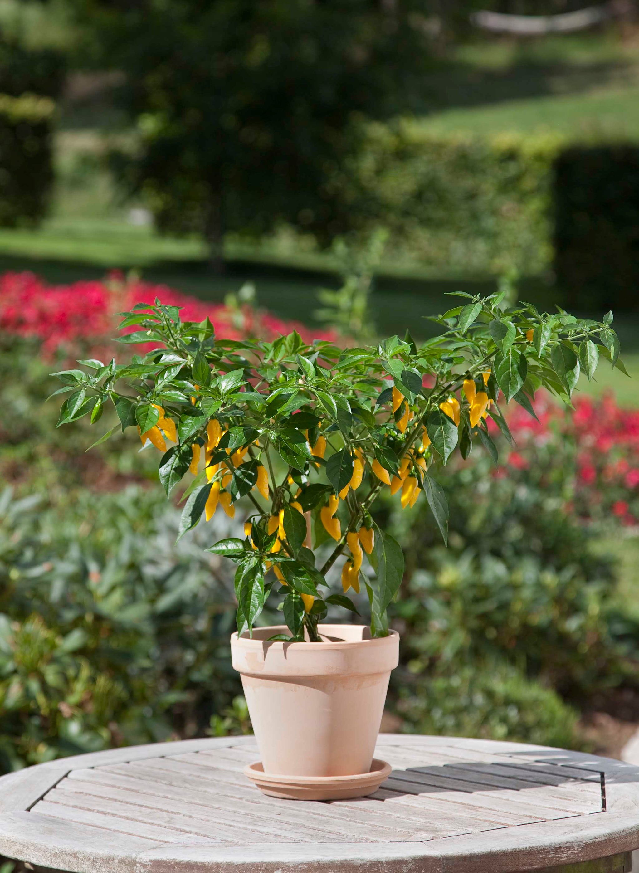 Capsicum Chilli Hot Lemon Zest F1 Hybrid