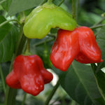 Capsicum Mad Hatter F1 Hybrid