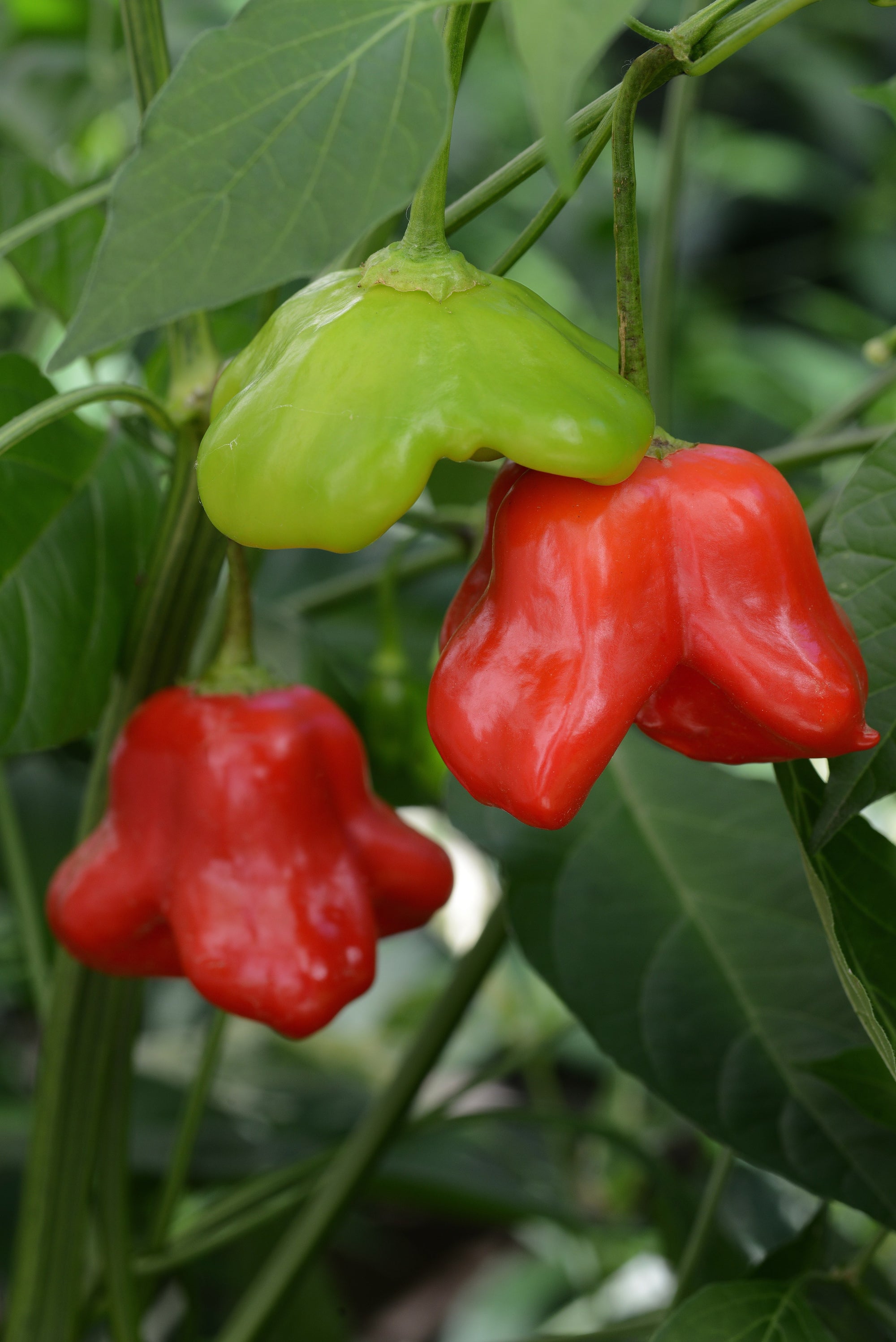 Capsicum Mad Hatter F1 Hybrid