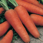 Carrot All Seasons