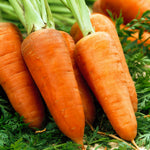 Carrot Chantenay Red Core