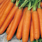 Carrot Manchester Table