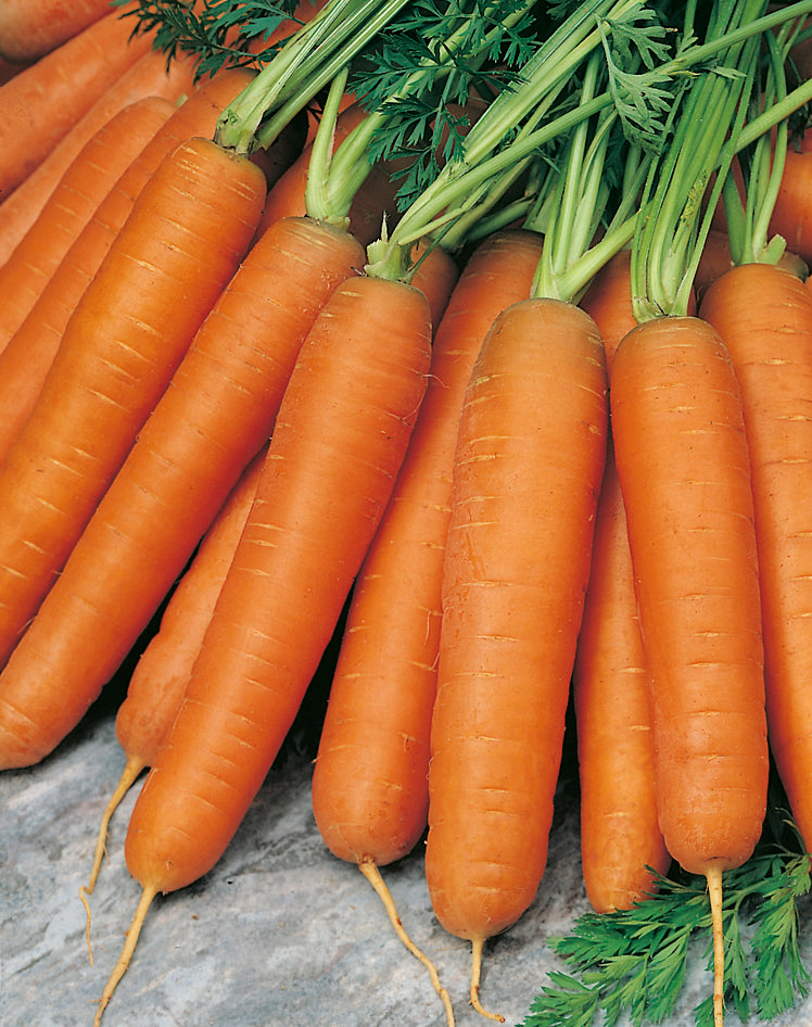 Carrot Manchester Table