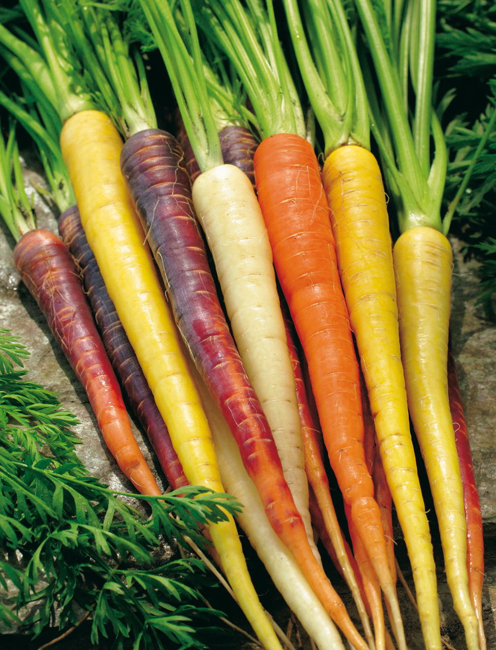 Carrot Rainbow Mixed