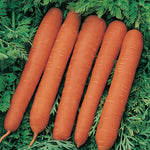 Carrot Senior F1 Hybrid