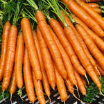 Carrot Ladies Fingers