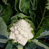 Cauliflower Romanesco Cartesio