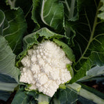 Cauliflower Romanesco Cartesio