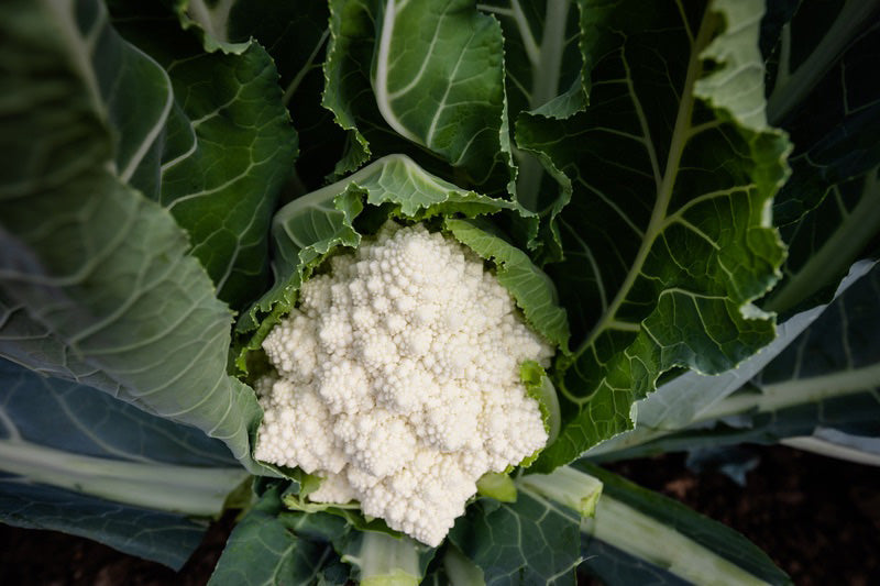 Cauliflower Romanesco Cartesio