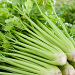 Celery Utah