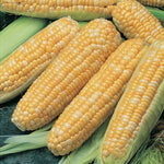 Corn Bicolour Honey N Pearl F1 Hybrid