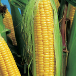Corn Super Sweet NZ Yellow F1 Hybrid