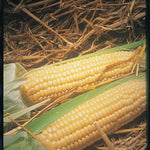 Corn Early Marika F1 Hybrid