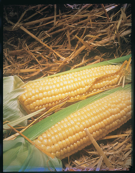 Corn Early Marika F1 Hybrid