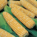 Corn Xtra Tender Yellow F1 Hybrid