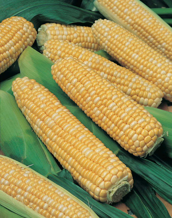 Corn Xtra Tender Yellow F1 Hybrid