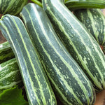 Courgette Dario (Summer Squash)
