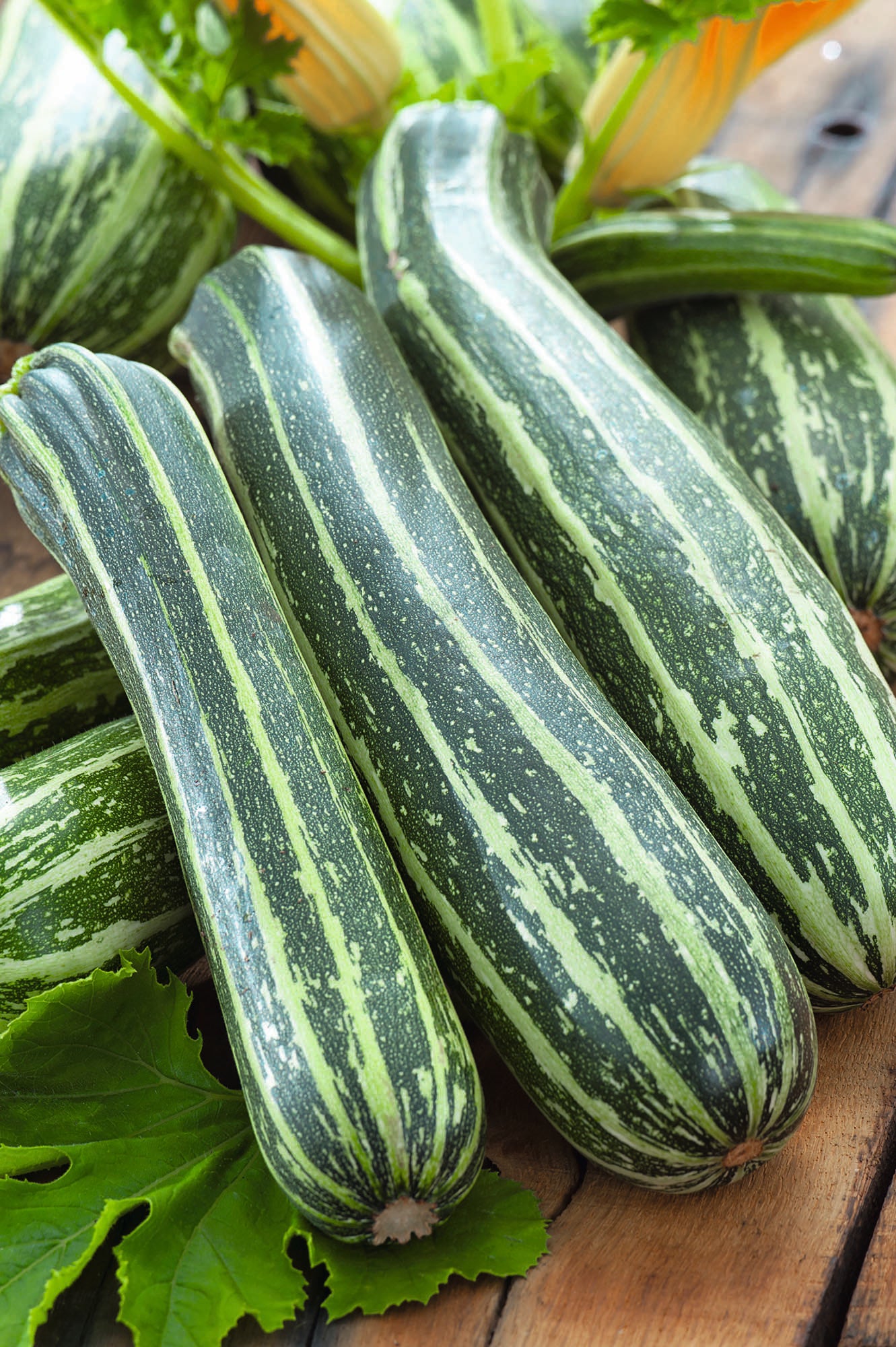 Courgette Dario (Summer Squash)