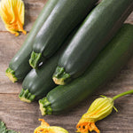 Courgette Black Beauty