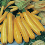 Courgette Solar Flare F1 Hybrid